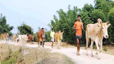 সীমান্তে অবৈধ গরু-মহিষের ব্যবসা, সক্রিয় চোরাকারবারিরা