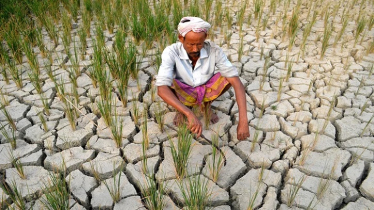 কৃষিতে নতুন চ্যালেঞ্জ উচ্চ হিটশক, তাপ সহনশীল ধান উদ্ভাবনের চেষ্টা