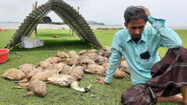 খামারে বিষ দিয়ে ৩ হাজার হাঁস মেরে ফেলার অভিযোগ
