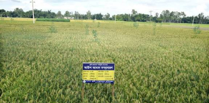 ব্রি-৯৮ ধানে বিপ্লব, বাম্পার ফলন