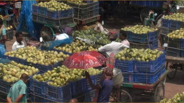 চাহিদার তুলনায় আমের সরবারহ বেশি, লোকসানে চাষীরা