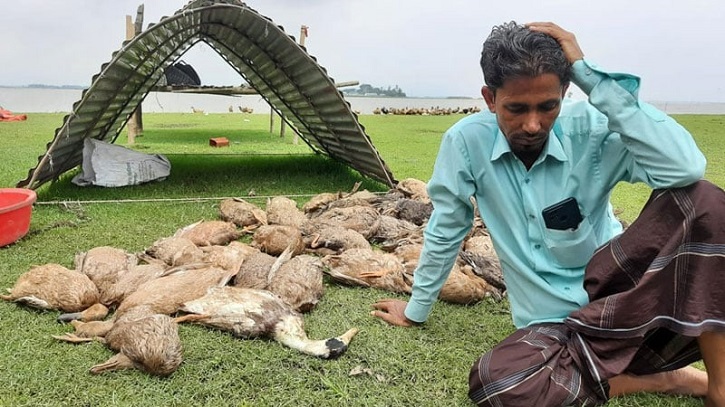 খামারে বিষ দিয়ে ৩ হাজার হাঁস মেরে ফেলার অভিযোগ