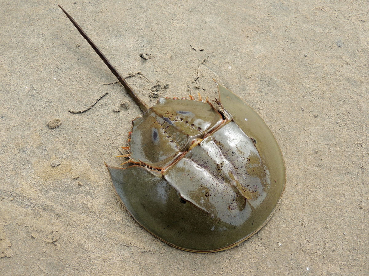 Horseshoe crabs: Ancient creatures with priceless blue blood Horseshoe crabs: Ancient creatures with priceless blue blood