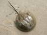 Horseshoe crabs: Ancient creatures with priceless blue blood
