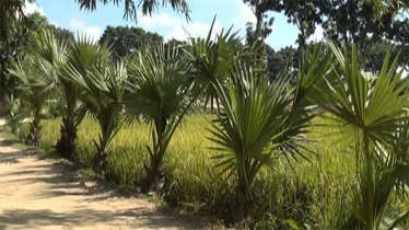 Nawabganj starts palm tree planting to protect against lightning