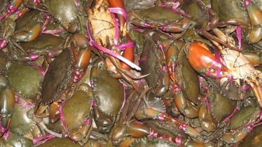 Fishers Fear Crisis After Ban Period Breached