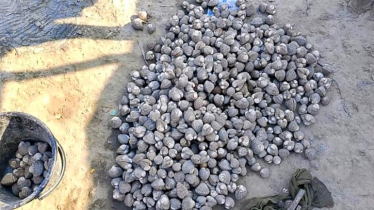 Authorities Warn Against Illegal Conch Collection in Sundarbans
