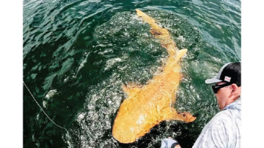 Rare Golden Shark Spotted for First Time in Costa Rica