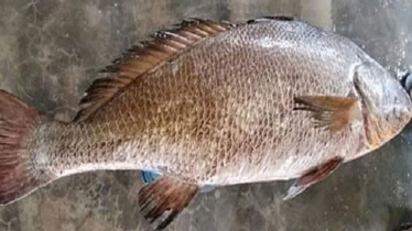 Rare ‘Black Diamond’ Fish Sold for Tk 72,000 in Patuakhali