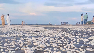 Seashells of Kuakata: Beauty, Memory, and Fragile Balance