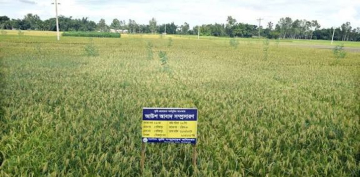 ব্রি-৯৮ ধানে বিপ্লব, বাম্পার ফলন
