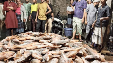 এক জালে ধরা পড়লো ৩১ লাখ টাকার কোরাল মাছ