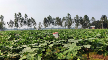 মাচায় কম খরচে সুপার গ্রিন জাতের লাউ চাষে লাভবান কৃষক