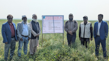 হাওরে সরিষা চাষে কৃষকের বাড়তি লাভ