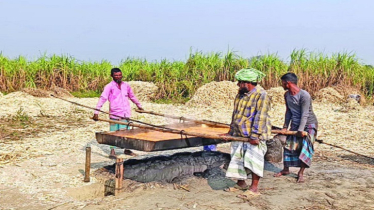 নারায়ণগঞ্জে আখ চাষে লাভের মুখ দেখছেন কৃষক