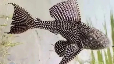 জলাশয়ে আগ্রাসী ‘এলিয়েন’ মাছ, হুমকিতে জীববৈচিত্র্য জলাশয়ে আগ্রাসী ‘এলিয়েন’ মাছ, হুমকিতে জীববৈচিত্র্য