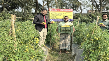সবজি চাষে বদলে গেছে নবীনগরের কৃষি-মানচিত্র সবজি চাষে বদলে গেছে নবীনগরের কৃষি-মানচিত্র