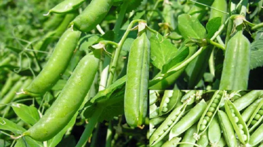 উচ্চ দাম ও লাভের আশায় শেরপুরে বাড়ছে মটরশুঁটি চাষ উচ্চ দাম ও লাভের আশায় শেরপুরে বাড়ছে মটরশুঁটি চাষ