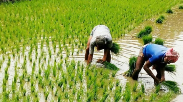 ১২ লাখ মেট্রিক টন বোরো উৎপাদনের লক্ষ্যমাত্রা নির্ধারণ করেছে খুলনা