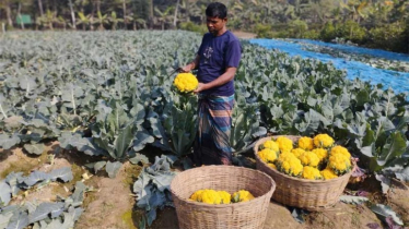 রঙিন ফুলকপি চাষে কৃষকদের মুখে হাসি