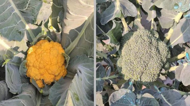 ভৈরবে বাড়ছে রঙিন ফুলকপি ও ব্রকলি চাষ ভৈরবে বাড়ছে রঙিন ফুলকপি ও ব্রকলি চাষ