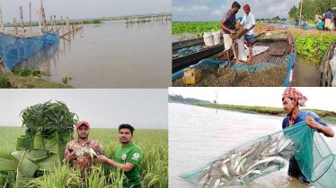 ধ্বংসপ্রায় জলাশয়, মিলছে না দেশি প্রজাতির মাছ ধ্বংসপ্রায় জলাশয়, মিলছে না দেশি প্রজাতির মাছ