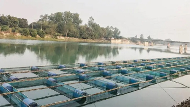 ভাসমান খাঁচায় মাছ চাষ করে সফল প্রবাসফেরত এনামুল