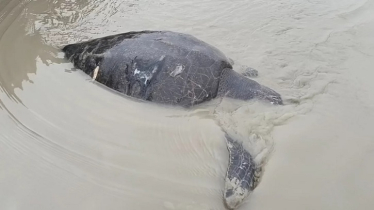 জেলের জালে পড়লো ৪০ কেজি ওজনের বিরল প্রজাতির গঙ্গা কাছিম জেলের জালে পড়লো ৪০ কেজি ওজনের বিরল প্রজাতির গঙ্গা কাছিম