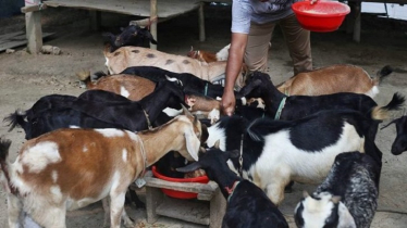 ৪ পদ্ধতিতে ছাগল পালনে অল্প খরচে দ্বিগুণ লাভ ৪ পদ্ধতিতে ছাগল পালনে অল্প খরচে দ্বিগুণ লাভ