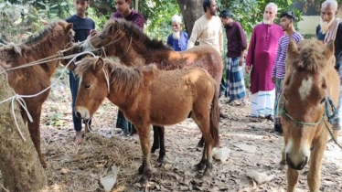 নেতার খামার থেকে জবাই করা ৮ ঘোড়ার মাংস উদ্ধার