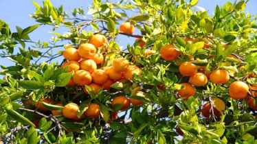 হলুদ জাতের মাল্টা চাষে তরুণ উদ্যোক্তাদের সাফল্য হলুদ জাতের মাল্টা চাষে তরুণ উদ্যোক্তাদের সাফল্য