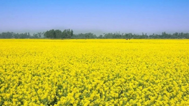 নারায়ণগঞ্জে সরিষার ভালো ফলনের আশা নারায়ণগঞ্জে সরিষার ভালো ফলনের আশা