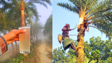 খেজুরের রসে নিপাহ ভাইরাস খেজুরের রসে নিপাহ ভাইরাস