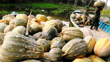 জিআই স্বীকৃতির অপেক্ষায় আড়িয়ল বিলের বড় কুমড়া