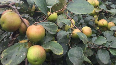 বরই বাগান বদলে দেয় দুই তরুণের ভাগ্য 