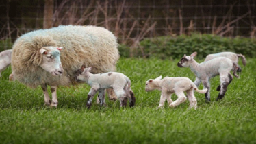 বিশ্বজুড়ে বিখ্যাত ১০ টি ভেড়ার জাত সম্পর্কে জানুন বিশ্বজুড়ে বিখ্যাত ১০ টি ভেড়ার জাত সম্পর্কে জানুন