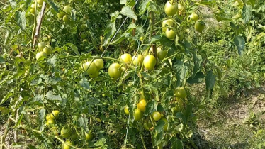 পেঁয়াজের খ্যাতির পর পাবনায় টমেটো চাষেও সাফল্য, কৃষকের মুখে হাসি