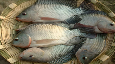 তেলাপিয়া মাছের রোগ ও প্রতিকার