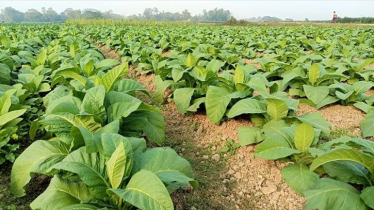 তামাক চাষে কমছে কৃষিজমির উর্বরতা