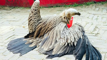 বিরল প্রজাতির ‘হিমালয়ান গৃধিনী’ শকুন উদ্ধার