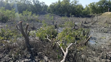 গাছ কেটে চিংড়ি ঘের, ৬ জনের বিরুদ্ধে বন আদালতে মামলা গাছ কেটে চিংড়ি ঘের, ৬ জনের বিরুদ্ধে বন আদালতে মামলা