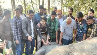ডোবায় পড়া হাতিটি বাঁচানো গেল না ডোবায় পড়া হাতিটি বাঁচানো গেল না