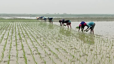 শ্রমিক সংকটের শঙ্কায় ভোটের আগেই বোরো রোপণের ধুম