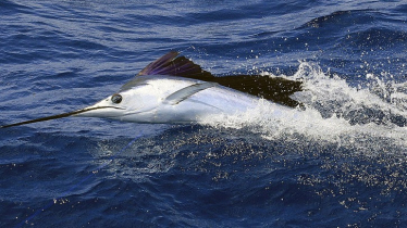 নতুন ৬৫ প্রজাতির মাছ পাওয়া গেছে সাগরে