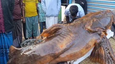 এক বাঘাইড়ের দাম ২ লাখ ৬০ হাজার টাকা এক বাঘাইড়ের দাম ২ লাখ ৬০ হাজার টাকা