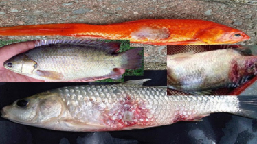 শীতে মাছের ব্যাকটেরিয়াজনিত অসুখের পরিমাণ বেড়ে যায়, যত্ন নিবেন যে ভাবে