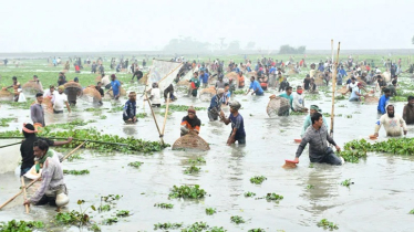 বিলে পলো বাওয়া উৎসবে মাতলেন গ্রামবাসী
