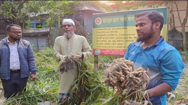 কুমিল্লার বিভিন্ন গ্রামে,ছাদে-আঙিনায় আদা চাষ কুমিল্লার বিভিন্ন গ্রামে,ছাদে-আঙিনায় আদা চাষ