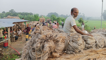 কাঁচাপাটের তীব্র সংকটে মিল বন্ধ হওয়ার উপক্রম