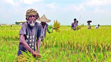 কৃষিঋণ বিতরণ বেড়েছে ২৯%